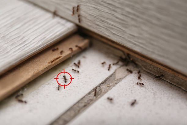 Best Pest Removal Services  in Summitville, IN