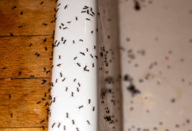Best Affordable Pest Control Services  in Summitville, IN