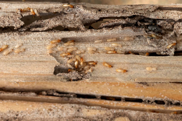 Best Termite Control Services  in Summitville, IN